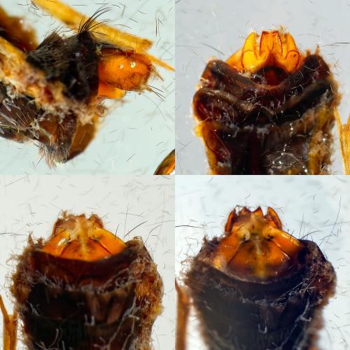 Sericostoma sp.